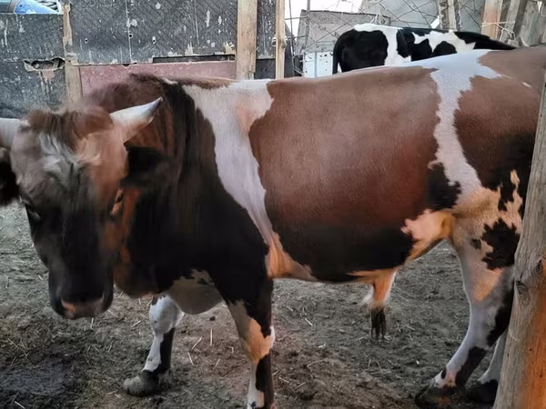 Býk, Swiss cattle