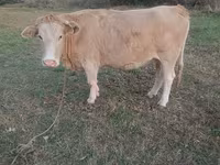 گاو ماده, Simmental cattle — عکس 1