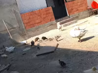 German Pekin — sawirka 4