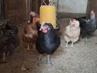 Chickens — foto 7