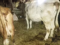 Lo’, Cattle — sawirka 2