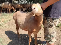 Får, Arashan sheep — foto 4