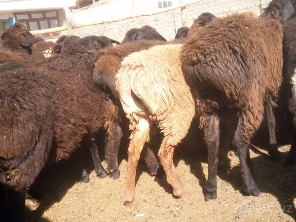 公羊, Sheep