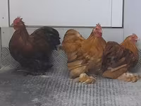 Pekin Bantam — zdjęcie 6