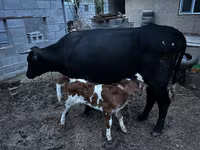 Krava, Latvian Blue cattle — foto 3