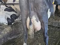 Vache, Race Holstein — photo 4