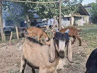 Koza, Nubian Goat — fotografija 4