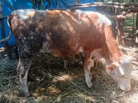 Lembu betina, Simmental cattle — foto 3