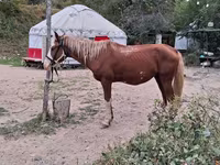 Жребец, Kazakh horse — снимка 2