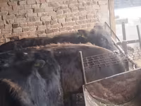 ወንድ በሬ, Aberdeen-Angus — ፎቶ 1