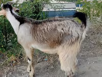 Koza, Beetal goats — foto 5