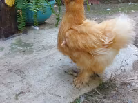 Chickens — sawirka 7