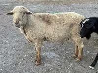 Montone, Hampshire sheep — foto 6
