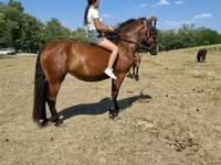 母马, Horses — 照片 6