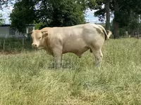 ወንድ በሬ, Charolais cattle — ፎቶ 3