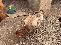 Chickens — عکس 4