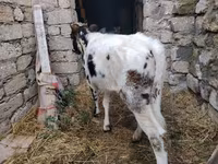 ላም, Russian Black pied cattle — ፎቶ 4