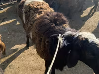 Beran, Karakul sheep — foto 1