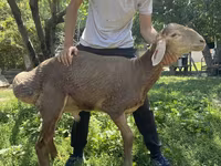 Vædder, Arashan sheep — foto 6