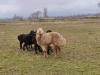 Dume la kondoo, Arashan sheep — picha 4