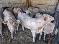 Bulle, Charolais cattle — Foto 3
