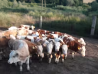 Býk, Simmental cattle — foto 2