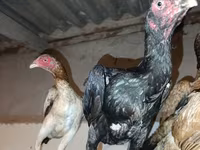 Chickens — zdjęcie 1