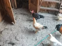 Chickens — 照片 6