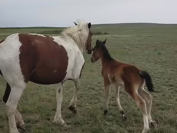 Kobila, Horse breed