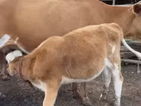 Bò cái, Gia súc — ảnh 6