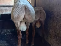 Vædder, Arashan sheep — foto 3