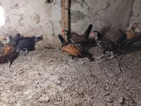 Chickens — foto 2