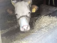 Kuh, Simmental cattle — Foto 3