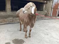 Ovan, Arashan sheep — fotografija 5