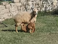 Montone, Pecore — foto 4