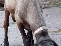 Bagge, Ordabasy sheep — foto 3