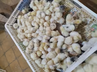Chickens — عکس 2