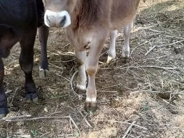 Krava, Alatau pasmina