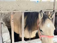 ፈረስ, Horses — ፎቶ 4
