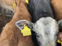 گاو و گوساله (گروه، جنسیت مشخص نشده), Simmental cattle — عکس 2