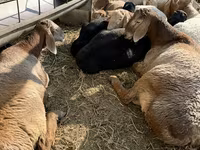 Berbec, Arashan sheep — foto 4