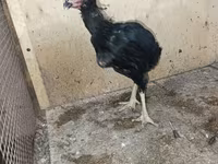 Chickens — zdjęcie 6