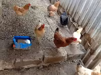 Chickens — รูปภาพ 1