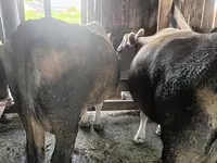 Vacă, Simmental cattle — foto 1