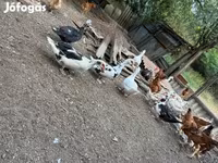 Ducks — تصویر 4