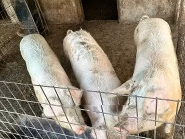 Sow,  — Hungary
