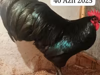 Australorp — Foto 1
