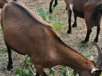 Capră, Alpine goat — foto 2