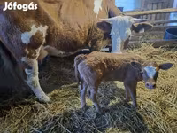 Үнээ, Simmental cattle — 3 зураг