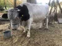 گاو نر, Swiss cattle — عکس 1